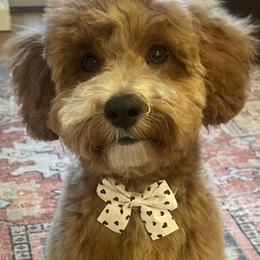 Bernedoodles, Cavapoos, Goldendoodles, Miniature Schnauzers, and Poodles from Alyssa Xxweetdoodles