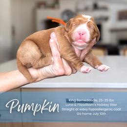 Girl 1 - female Bernedoodle puppy in South Jordan, Utah from Wonderful World Doodles