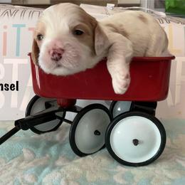 A seal - Red and white male Cockapoo puppy in Indiana from MoonShine Babies