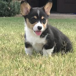 Pembroke Welsh Corgi Puppies from Shabby Chic Corgis