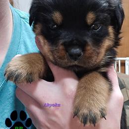 Ahyoka - Black and mahogany female Rottweiler puppy in Tangent, Oregon from Raya's Royals