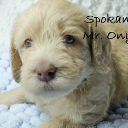 Labradoodle Puppies from Spokane Doodle