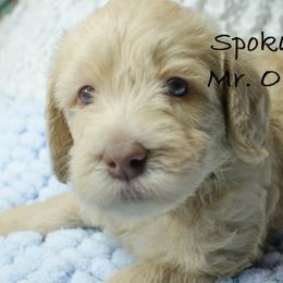 Labradoodle Puppies from Spokane Doodle