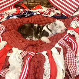 Millie - White merle female Catahoula Leopard Dog puppy in Slaton, Texas from M5 Catahoulas