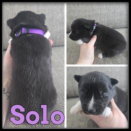 Solo - Black and white female Siberian Husky puppy in Wheeler, Michigan from Haase Family Kennels