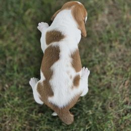 Basset Hound Puppies from Fisher's Couch Hounds