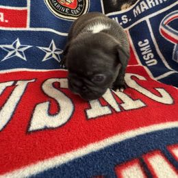 French Bulldog All Grown Up from Pipsters