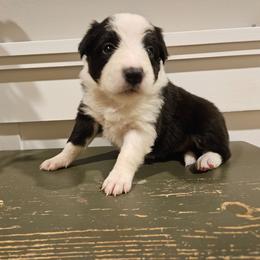 Girl 1 - Black and white female Border Collie puppy in Caledonia, Michigan from Magnolia Acres
