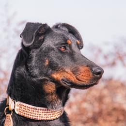 laveau - Beauceron