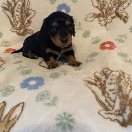 Diamond - Black and tan female Dachshund puppy in Springfield, Tennessee from Savannah’s Doxie Palace