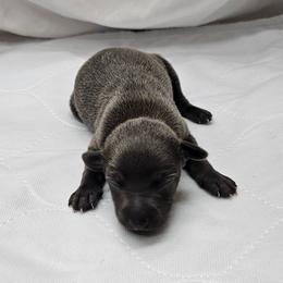Lugi - Blue male Italian Greyhound puppy in Newalla, Oklahoma from Heartland Iggys