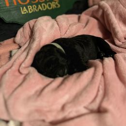 Blue Collar - Labrador Retriever puppy from Hossrun Labradors