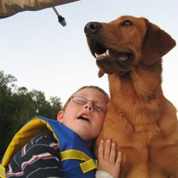 Labrador Retriever Puppies from Torg's Labs