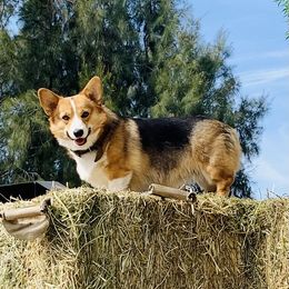 Chloe - Pembroke Welsh Corgi
