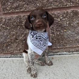 Boy 2 - Liver roan male German Shorthaired Pointer puppy in Potosi, Wisconsin from Point and Flush Gun Dogs