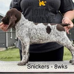 German Shorthaired Pointer Puppies from Wild Rose GSP's