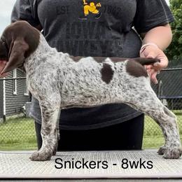German Shorthaired Pointer Puppies from Wild Rose GSP's