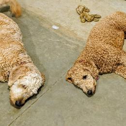 Goldendoodle Puppies from Lu Doodles