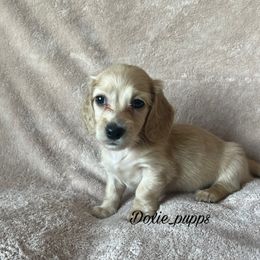 Pumpkin - Dachshund puppy from Doxie_pupps