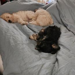 Morkies from Ayana's Morkie Poos