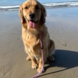 Millie - Golden Retriever