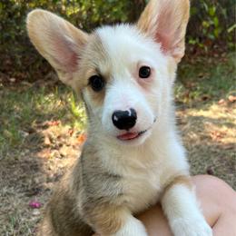 Banner - Sable male Pembroke Welsh Corgi puppy in Hope, Arkansas from Foxy Knoll Farm