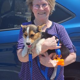 Pembroke Welsh Corgi Puppies from Pinkyella Corgis