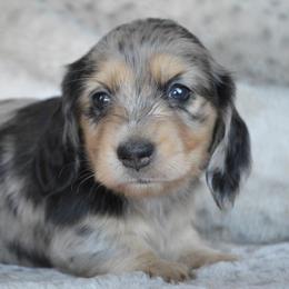 Dachshund Puppies from Dreamheart Dachshunds