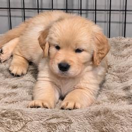 4th pick boy - Golden male Golden Retriever puppy in Fresno, California from Warwick’s Central California Goldens
