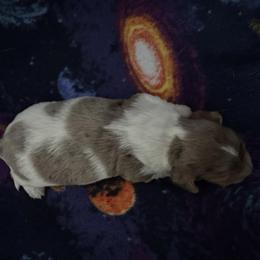 Boy 2 - Dapple male Dachshund puppy in Oelwein, Iowa from Shaffer Dachshunds
