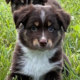 Boy 2 - Miniature American Shepherd puppy in Corydon, Indiana from Arbuckle’s Lookin Good Aussies (LGA)