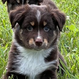 Boy 2 - Miniature American Shepherd puppy in Corydon, Indiana from Arbuckle’s Lookin Good Aussies (LGA)