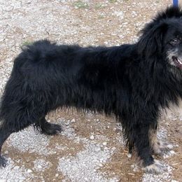 Australian Shepherd All Grown Up from Supernatural Aussies