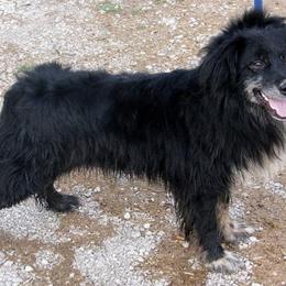 Australian Shepherd All Grown Up from Supernatural Aussies