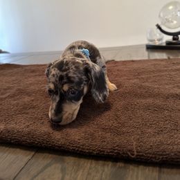 Dachshund Puppies from Lily’s Mini Dachshunds