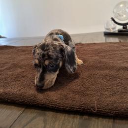 Dachshund Puppies from Lily’s Mini Dachshunds