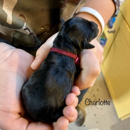 Charlotte - Black female Schnoodle puppy in Sedalia, Missouri from Farmer Brown's Puppies