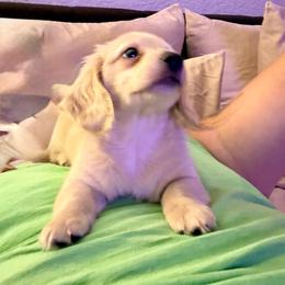 Oliver - Cream male Dachshund puppy in Vero Beach, Florida from Joseph’s Dachshunds
