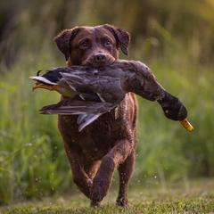 Indeed - Chesapeake Bay Retriever