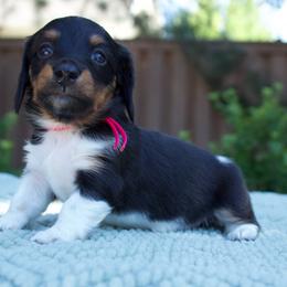Girl 2 - Piebald female Dachshund puppy in Mapleton, Utah from Utah County Dachshunds