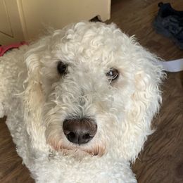 Goldendoodles from Oodles of Doodles, Goldendoodle’s