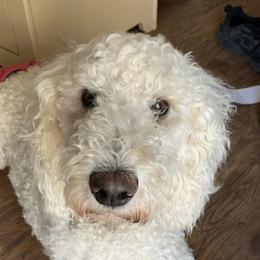 Goldendoodles from Oodles of Doodles, Goldendoodle’s