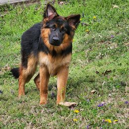 German Shepherd Puppies from Persevere Kennels