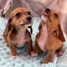 Spencer - Piebald male Dachshund puppy in Decatur, Mississippi from KP Dachshunds