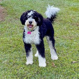 Lola Bell - Bernedoodle