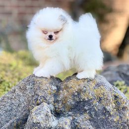 Mrs. Jones - Blue parti female Pomeranian puppy in Modesto, California from Pommiepalace