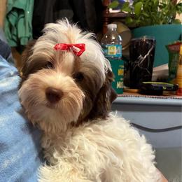 AKC  Betty 4.3 K - Chocolate tan and white female Biewer Terrier puppy in Osteen, Florida from Moonshadow Biewer Terriers
