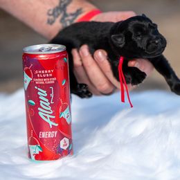 Cherry Slush - Black male German Shepherd puppy in Murrayville, Georgia from Vom Clark’s German Shepherds