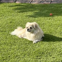 Tibetan Spaniels from Snowpine Ranch