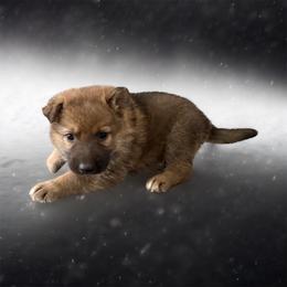 Sable Male 1 - Sable male German Shepherd puppy in Tafton, Pennsylvania from Pocono GSD